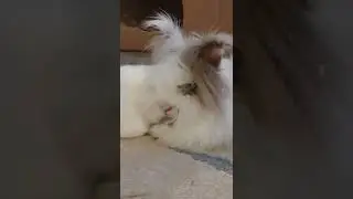 I've got those fluffy feet!