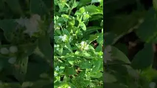 Metallic green mason bee on Mexican clover