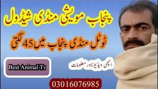 All pakistan Muweshi Mandi Schedule ll punjab mandi schedule ll cow mandi schedule ll pakistan mandi