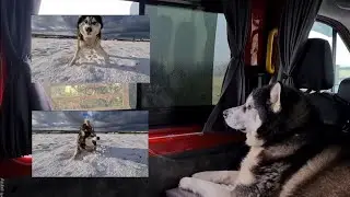 Snow Dog falls asleep waiting for Snow to fall.. But then....