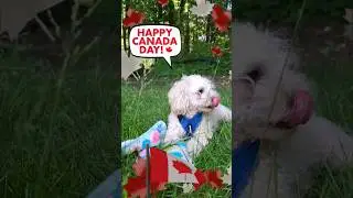 IT'S CANADA DAY 🇨🇦 Happy Canada Day #shorts #canadaday #dog