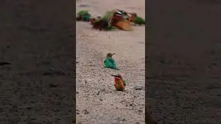 Large White-Fronted Bee Eater colony at Letaba in the Kruger National Park in South Africs