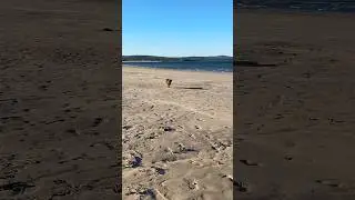 Beach Runner Mode: ON🐶🐾🔥 #animals #puppy #cavoodle #dog #cute #cat