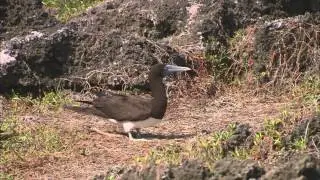 The Birds Of Christmas Island