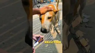 Hungry Street Dog 🥺 | Street Dog Feeding Moment