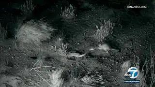 Desert kangaroo rats ninja-kick snakes trying to attack them I ABC7