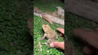 Funny frogs Catching | Wep wep catching frogs funny | boing catch fr#😃☺🤣😀