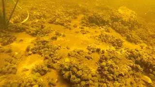 Onderwaterwereld Noordelijke Oeverlanden Nieuwe Meer Amsterdam 2014