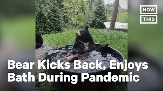 Bear Takes a Bath at the Oregon Zoo | NowThis