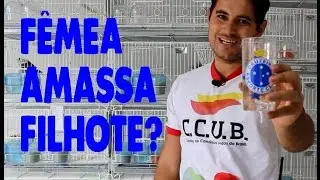 Fêmea Amassa Filhote?