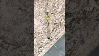 Controlled by a parasite #animal #mantis