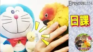 可愛いインコの独り言・コガネメキシコインコ・レオ KYAPIA TV554 sun conure