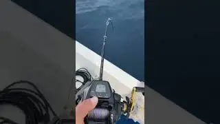 ⚡️ derin sulardan büyük kolaylık daiwa tanacom 500a jog