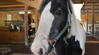 Footage for Stock Show (Final)