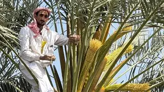 تلقيح نخيل 🌴 اباكير الاحساء المجناز والغرة مع الفلاح الاحسائي حسين البراهيم 