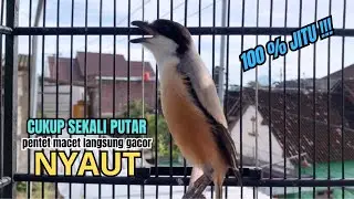 burung cendet gacor ISIAN AMPUH untuk PANCINGAN CENDET AGAR BUNYI bikin BURUNG PENTET GACOR SEKETIKA