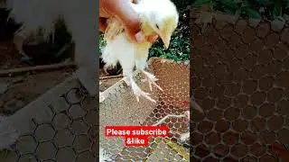 silky hen #shorts #short #silky #hen