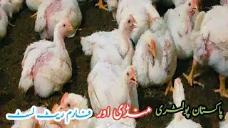 Broiler Mandi Aur Farm | chicken mandi rate today | Ep 145 | 6 December 2022 #poultryfarming