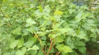 Neuank&ouml;mmling in unserem essbaren Waldgarten: der gro&szlig;e ausdauernde Buchweizen (Fagopyrum cymosum)