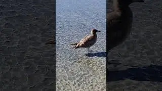 Hanging Out with a Heermann's Gull
