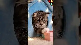 &ldquo;Santa&rsquo;s Secret Cat House&rdquo;