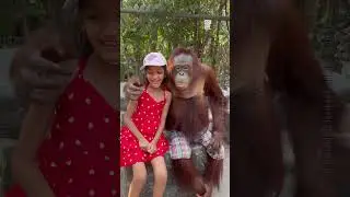K&uuml;&ccedil;&uuml;k Kızla İnsan Gibi Fotoğraf &Ccedil;ekinen Orangutan! #orangutan #monkeys #primat