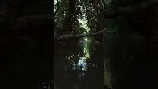 The Beauty in Lebanese Nature- Awali River