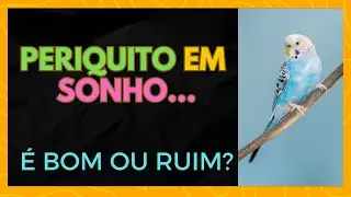 SIGNIFICADO DE SONHAR COM PERIQUITO - ENTENDA JÁ!