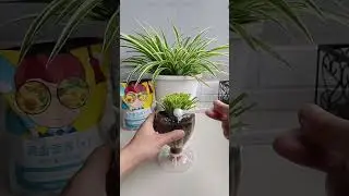 spider plant doesn't look good, you can shave it off and the leaves will grow back after a while.