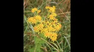 Ragwort Identification