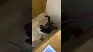 Venus cat like it to play some games