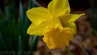 Colors of spring, 2026
