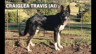 CRAIGLEA TRAVIS (AI) - 2025 AUTUMN Australian Working Stock Dog Auction