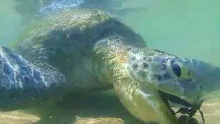 Save Turtles Before It&rsquo;s Too Late 🐢 | Protect Our Oceans (Trailer)