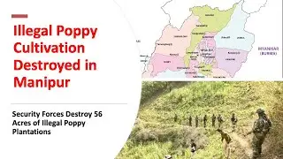 Illegal Poppy Cultivation Destroyed in Manipur | Major Anti-Drug Operation