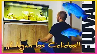 FLUVAL ROMA 240 L / ¡LLEGAN LOS CICLIDOS AFRICANOS!