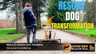 Rescue Dog Transformation: How We Unified 3 Problematic Pups
