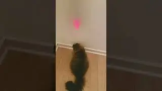 Meow laser time #cat #catcute #catlover #cutecat #cute #kittycat #kitty #pet #cutekitty #catfunny