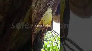 The original ecology in the mountains, natural wild honey #foryou