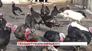 ҮЙ КАНАТТУУЛАРЫ КИРЕШЕЛҮҮ