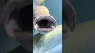 Do not buy this illegal fish. #fishing #aquarium #viral #fish #illegal #arapaimagigas