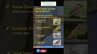And I Thought There was Just 2 or 3 Types Of Sparrows...