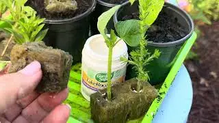 The Learning Garden: Asexual Reproduction