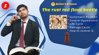 The Rust Red Flour Beetle || Red Flour Beetle | Tribolium Castaneum | Life Cycle | #seniorsscience