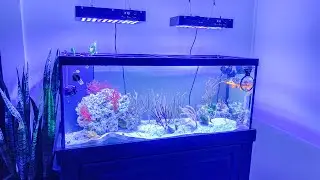 Caribbean Reef Tour & Update!!