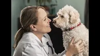 Rehabilitation in Small Animal Practice Series: Management of Neurological Conditions