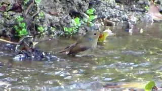 Small Niltava Female.