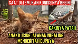Anak Kucing Sedih Banget Kakinya Patah Dan Di Serang Ribuan Kutu Di Badannya..!