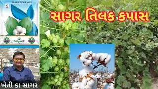 સાગર તિલક કપાસ l sagar tilaka kapash l બેસ્ટ કપાસ બિયારણ l ખેતી કા સાગર l mo.9428637911