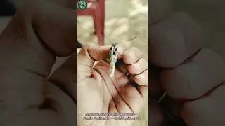 Harmless or Not?😱🔥 Insect World with Haseeb